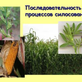 Програма силосування за допомогою консерванту (закваски) для силосу Біо Сил (Bio-Sil)